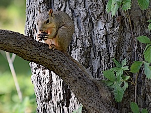 Eastern Fox Squirrel